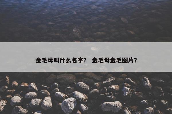 金毛母叫什么名字？ 金毛母金毛图片？