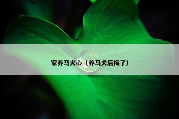 家养马犬心（养马犬后悔了）