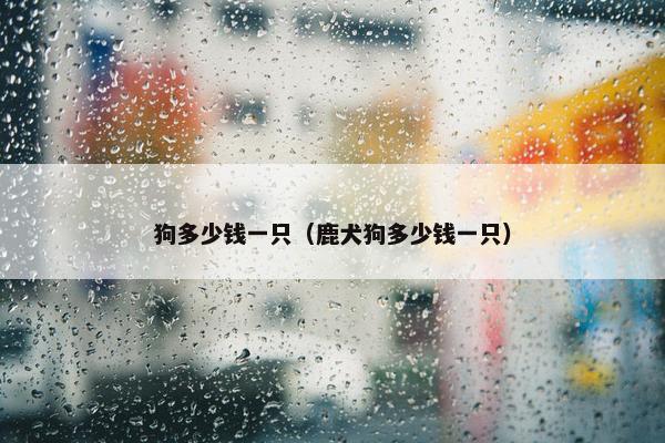 狗多少钱一只（鹿犬狗多少钱一只）