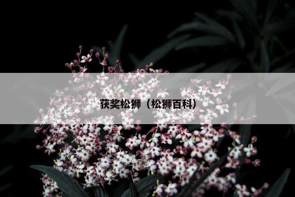 获奖松狮（松狮百科）