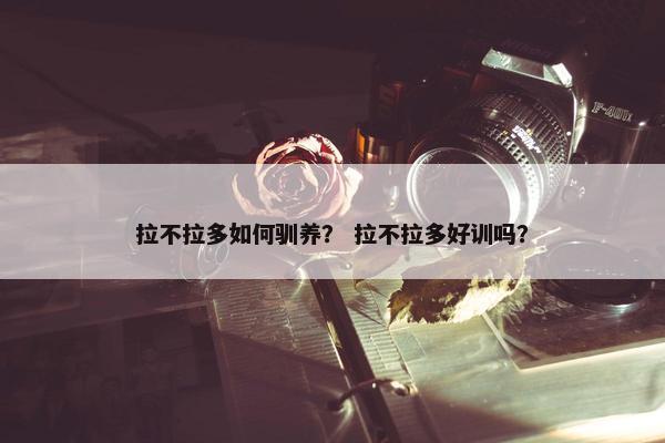 拉不拉多如何驯养？ 拉不拉多好训吗？