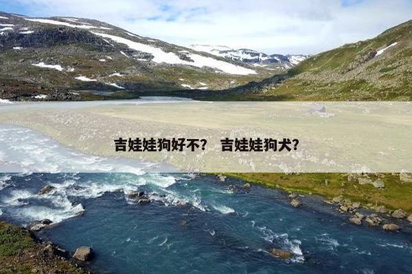 吉娃娃狗好不？ 吉娃娃狗犬？