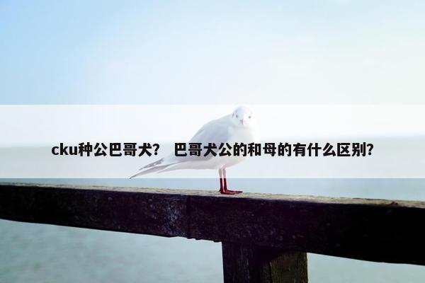 cku种公巴哥犬？ 巴哥犬公的和母的有什么区别？