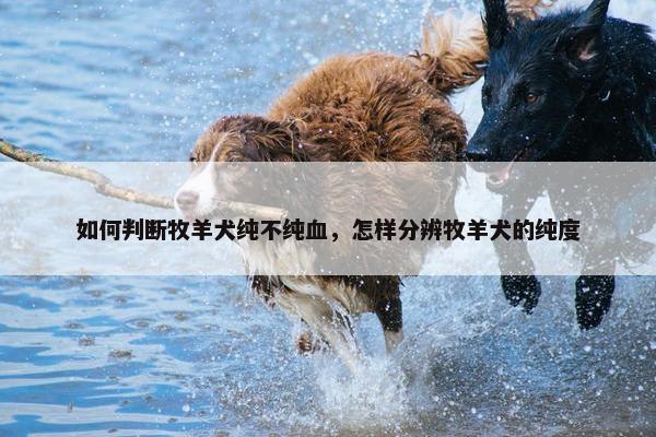 如何判断牧羊犬纯不纯血，怎样分辨牧羊犬的纯度