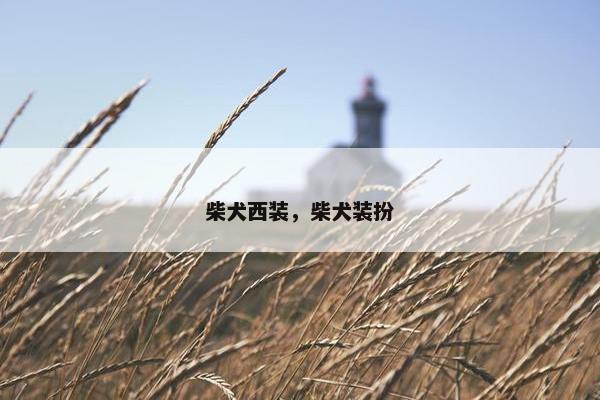 柴犬西装，柴犬装扮