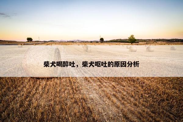 柴犬喝醉吐，柴犬呕吐的原因分析