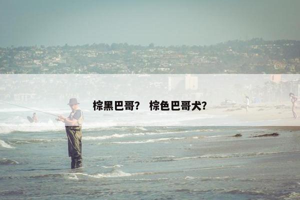 棕黑巴哥？ 棕色巴哥犬？