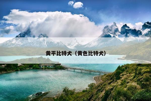 黄平比特犬（黄色比特犬）