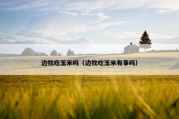 边牧吃玉米吗（边牧吃玉米有事吗）