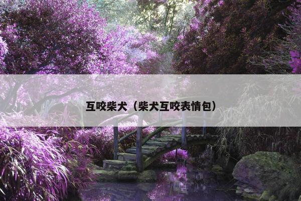 互咬柴犬（柴犬互咬表情包）