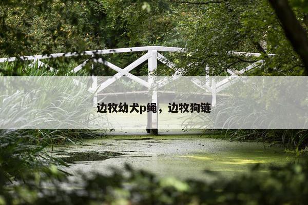 边牧幼犬p绳，边牧狗链