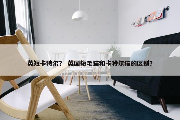 英短卡特尔？ 英国短毛猫和卡特尔猫的区别？