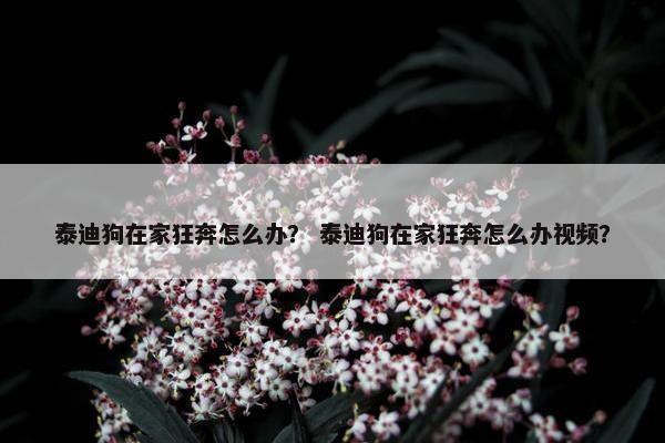 泰迪狗在家狂奔怎么办？ 泰迪狗在家狂奔怎么办视频？