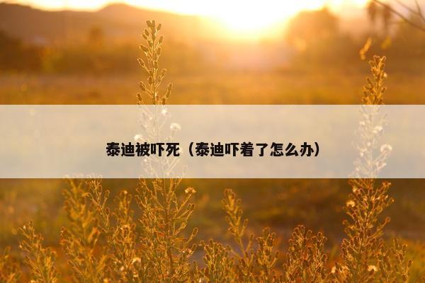 泰迪被吓死（泰迪吓着了怎么办）