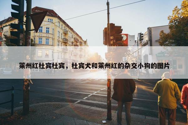 莱州红杜宾杜宾，杜宾犬和莱州红的杂交小狗的图片