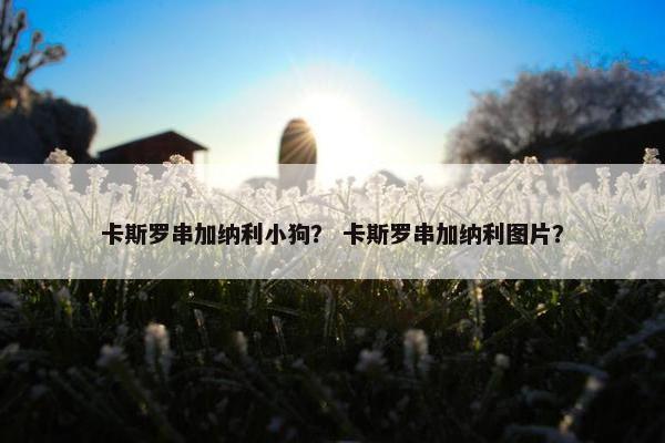 卡斯罗串加纳利小狗？ 卡斯罗串加纳利图片？