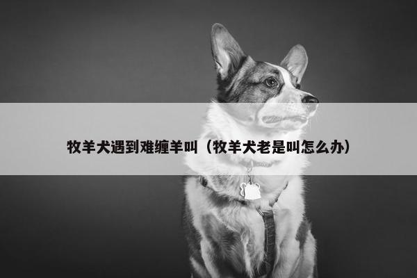 牧羊犬遇到难缠羊叫（牧羊犬老是叫怎么办）