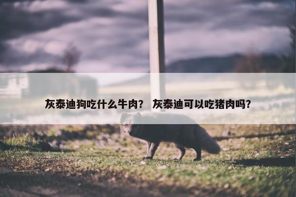 灰泰迪狗吃什么牛肉？ 灰泰迪可以吃猪肉吗？