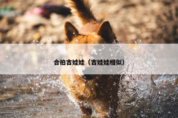 合拍吉娃娃（吉娃娃相似）