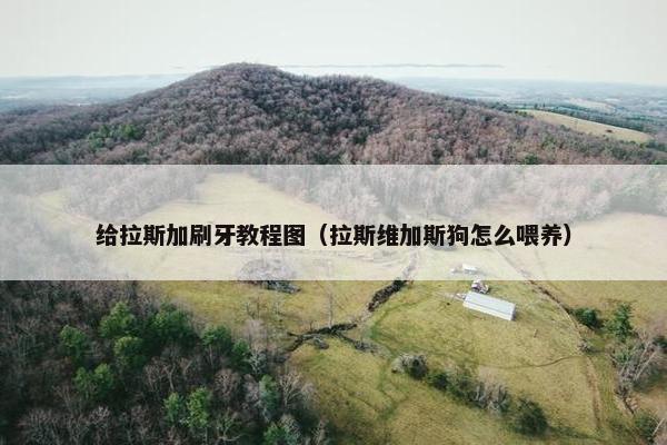 给拉斯加刷牙教程图（拉斯维加斯狗怎么喂养）