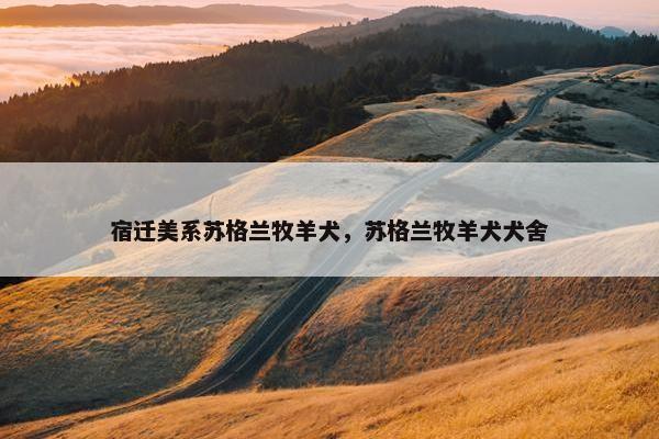 宿迁美系苏格兰牧羊犬，苏格兰牧羊犬犬舍