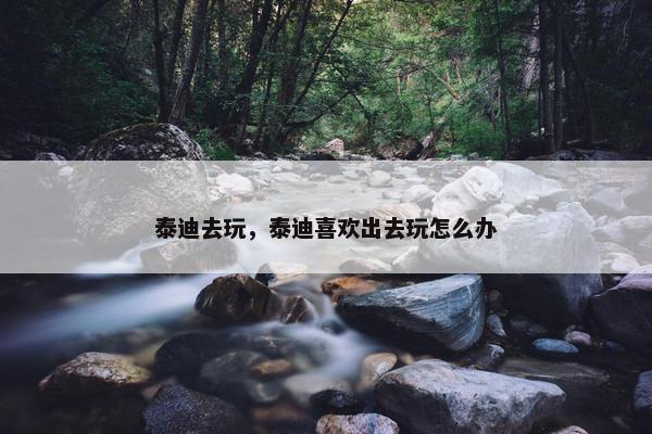 泰迪去玩，泰迪喜欢出去玩怎么办