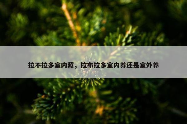 拉不拉多室内照，拉布拉多室内养还是室外养