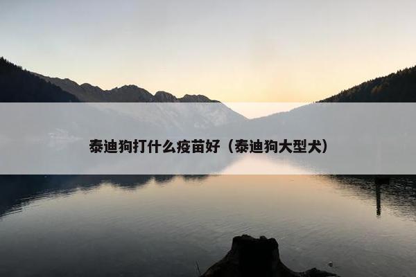 泰迪狗打什么疫苗好（泰迪狗大型犬）