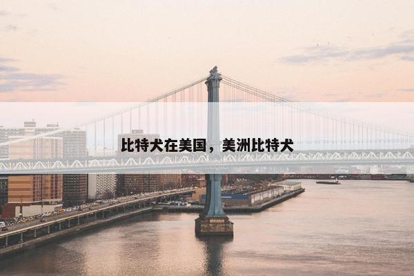 比特犬在美国，美洲比特犬