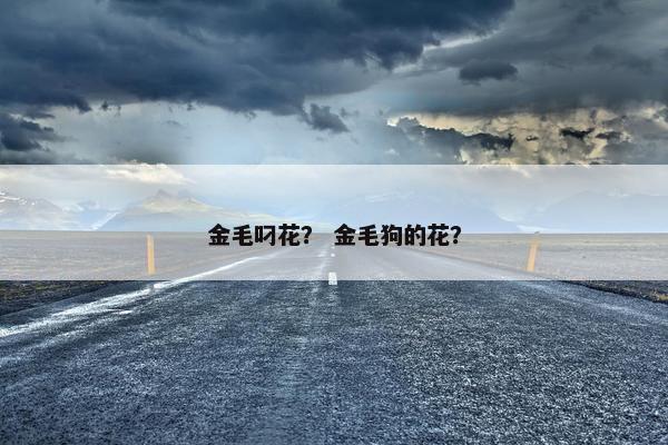 金毛叼花？ 金毛狗的花？
