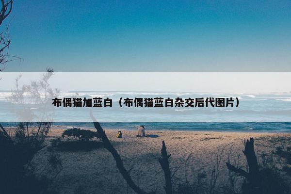 布偶猫加蓝白（布偶猫蓝白杂交后代图片）
