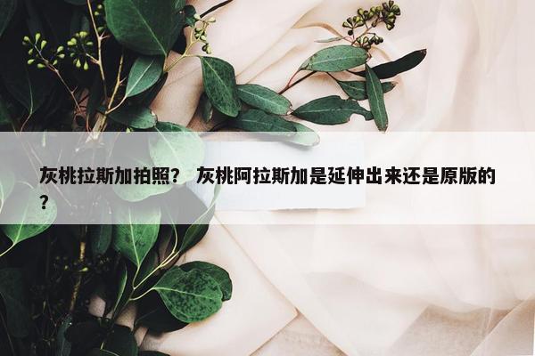 灰桃拉斯加拍照？ 灰桃阿拉斯加是延伸出来还是原版的？