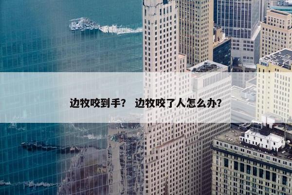 边牧咬到手？ 边牧咬了人怎么办？