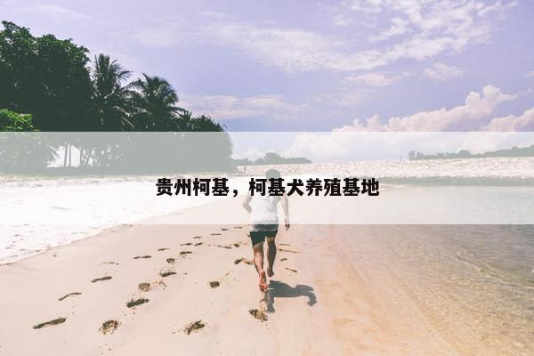 贵州柯基，柯基犬养殖基地