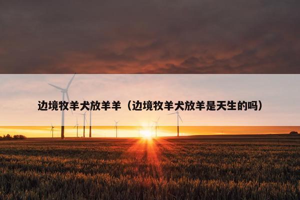 边境牧羊犬放羊羊（边境牧羊犬放羊是天生的吗）