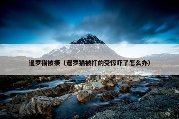 暹罗猫被揍（暹罗猫被打的受惊吓了怎么办）