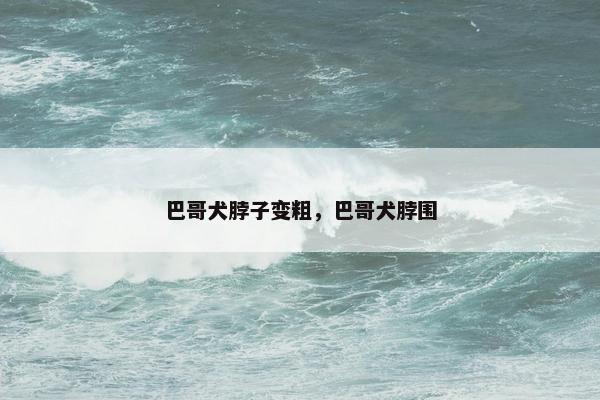 巴哥犬脖子变粗，巴哥犬脖围