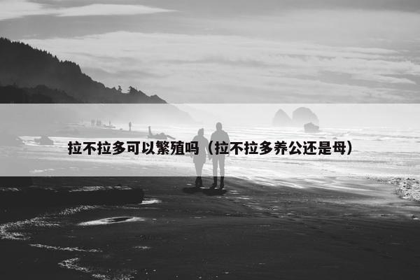 拉不拉多可以繁殖吗（拉不拉多养公还是母）