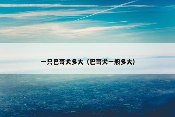 一只巴哥犬多大（巴哥犬一般多大）