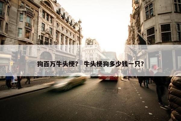 狗百万牛头梗？ 牛头梗狗多少钱一只？