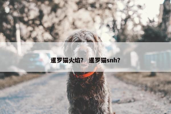 暹罗猫火焰？ 暹罗猫snh？