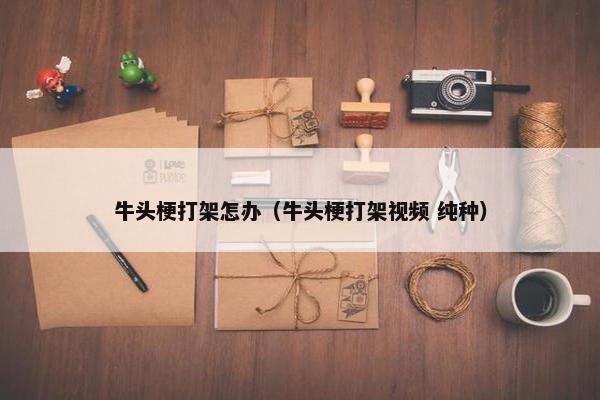 牛头梗打架怎办（牛头梗打架视频 纯种）