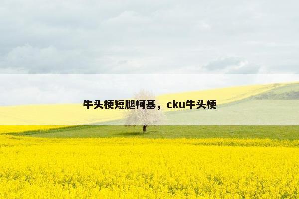 牛头梗短腿柯基，cku牛头梗