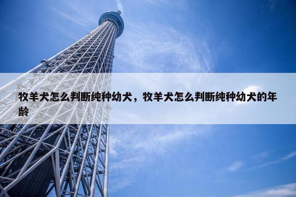 牧羊犬怎么判断纯种幼犬，牧羊犬怎么判断纯种幼犬的年龄