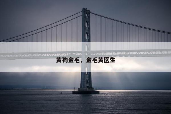 黄狗金毛，金毛黄医生