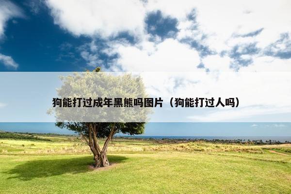 狗能打过成年黑熊吗图片（狗能打过人吗）