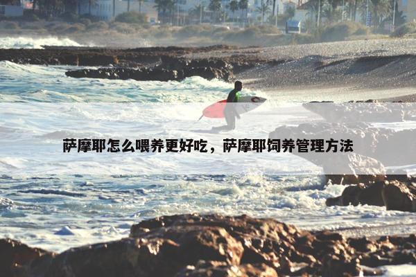 萨摩耶怎么喂养更好吃,萨摩耶饲养管理方法 萨摩耶怎么喂养更好吃,萨摩耶饲养管理方法