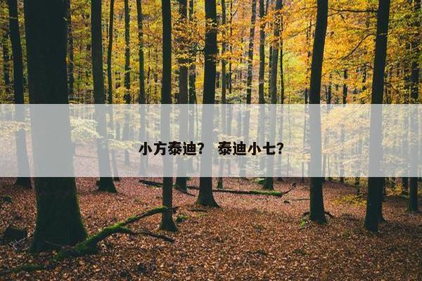 小方泰迪？ 泰迪小七？