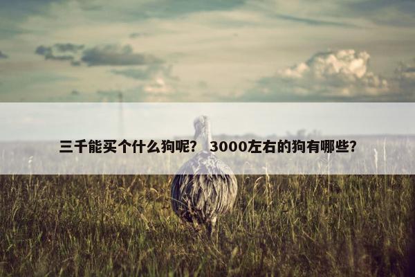 三千能买个什么狗呢？ 3000左右的狗有哪些？