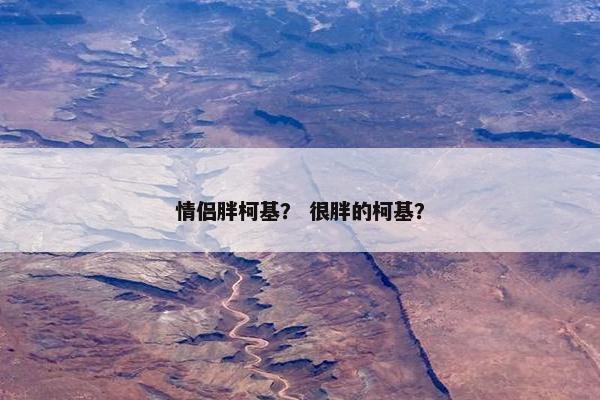 情侣胖柯基？ 很胖的柯基？
